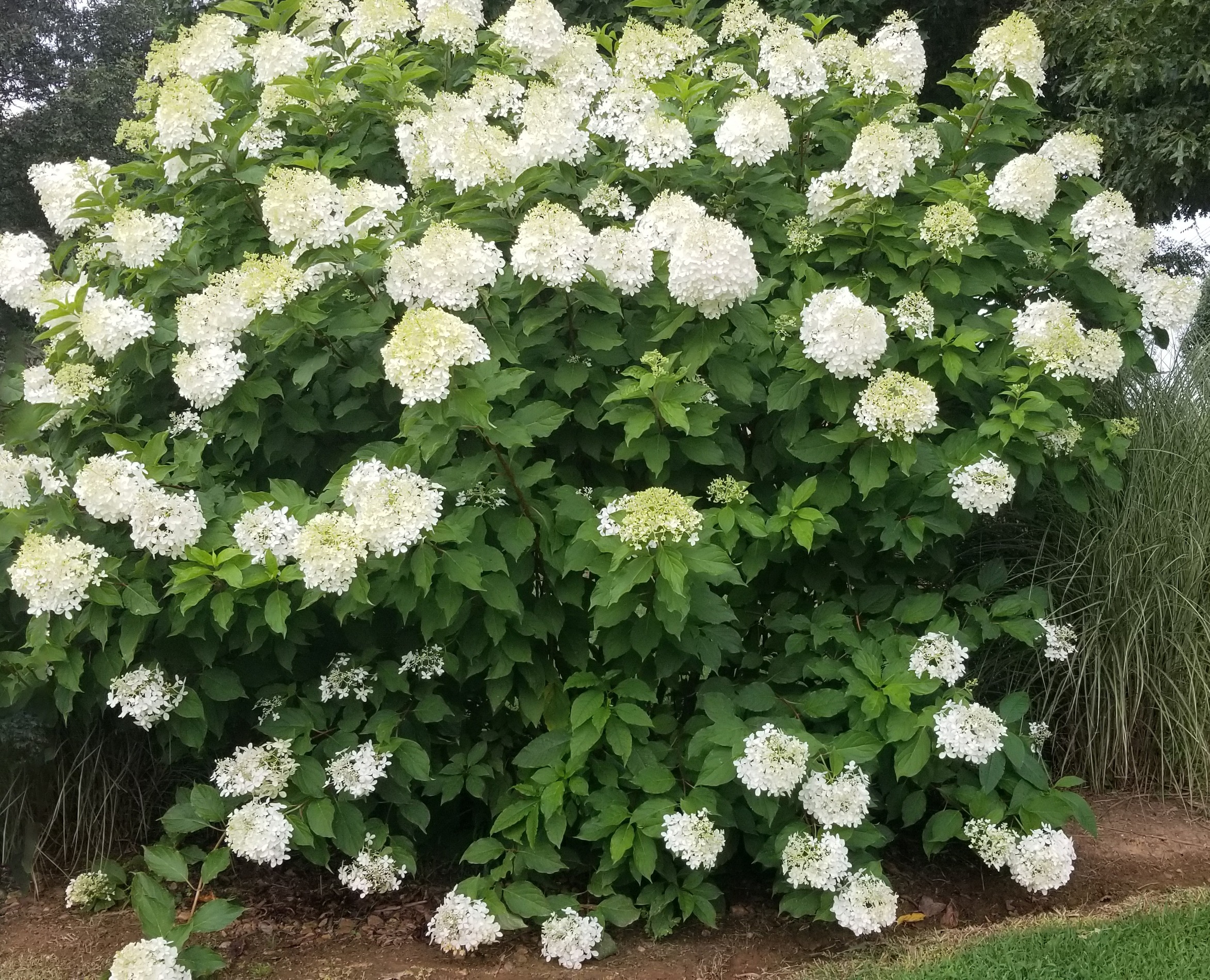 A large, lush bush covered in blooming white hydrangea flowers